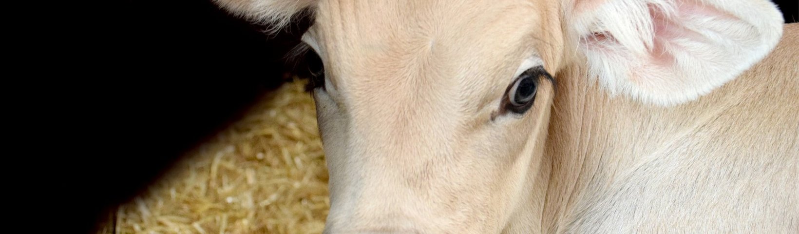 Großtierambulanz hellbeiges Kälbchen mit schwarzer Nase