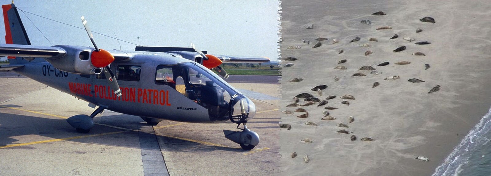 Flugzeug Partenavia und Kegelrobben auf Sandbank