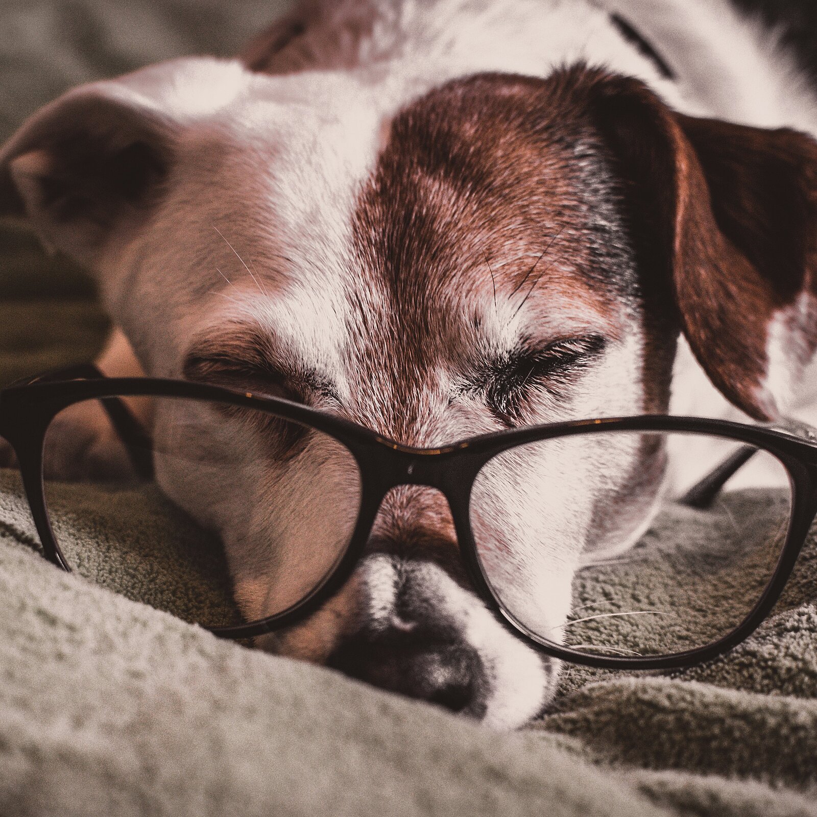 Hund mit Brille