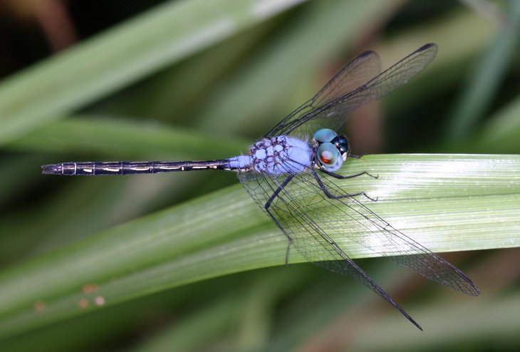PM101011_Libellen_T_palustris_male_type_locality.JPG