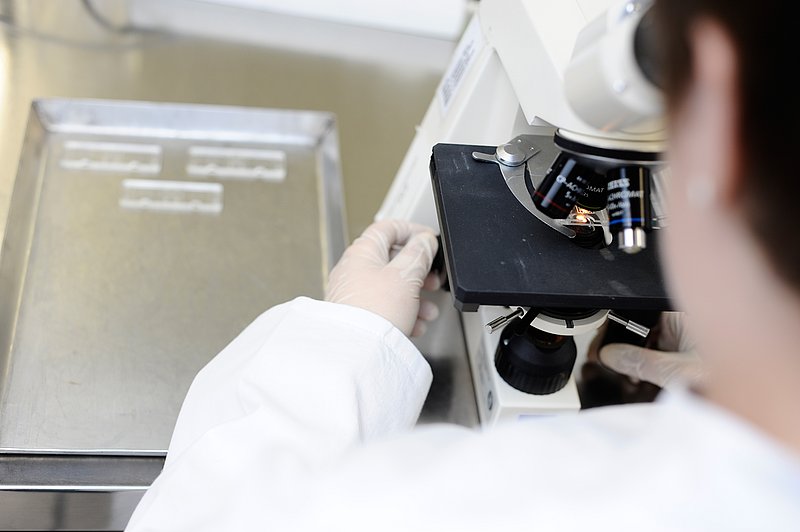 Mikroskopie. Aufgenommen im Institut für Parasitologie