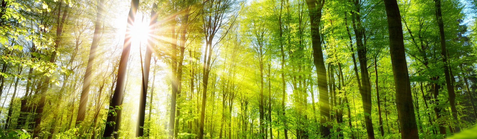 Sonne scheint durch Bäume Sonne scheint durch Bäume