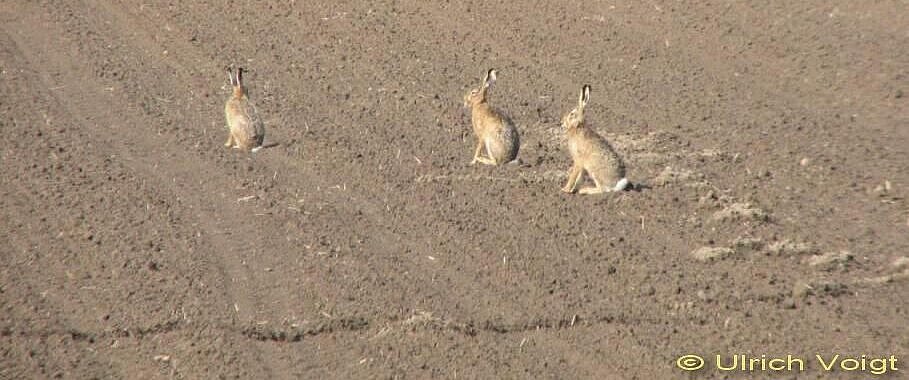 three brown hares on a field