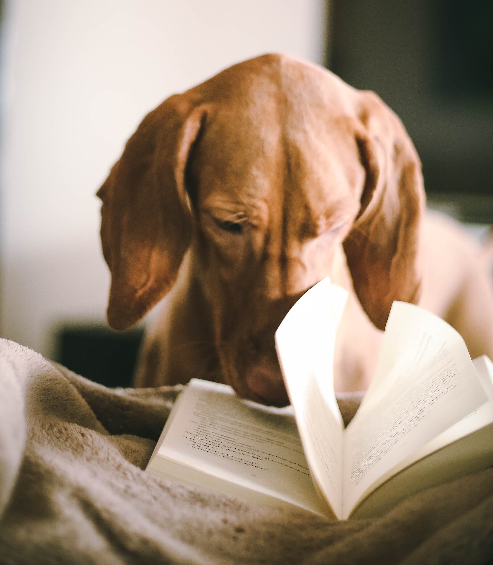 [Translate to English:] Hund mit Buch