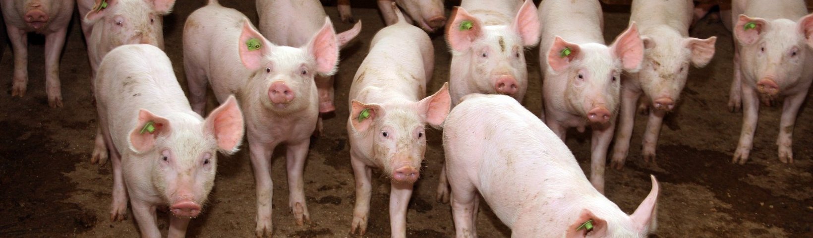 Schweine im Stall Schweine im Stall