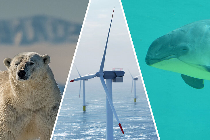 Eisbär, Offshore-Windpark und Wal