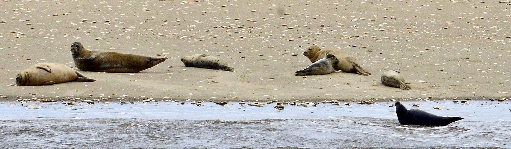 Seehunde auf einer Sandbank der Nordsee 