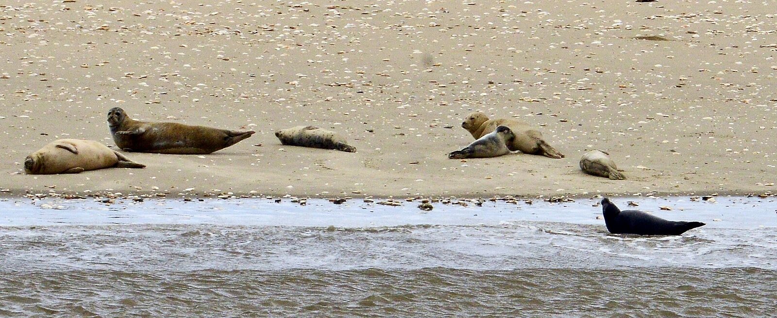 Harbour seals on a sand bank