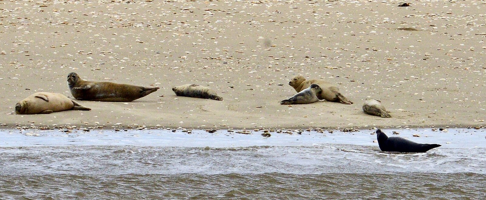 Seehunde auf einer Sandbank