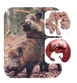 Reproduktionssystem Wildschwein. 