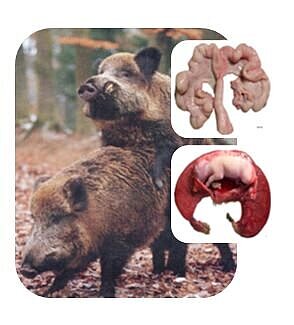Two boar and their reproductive system
