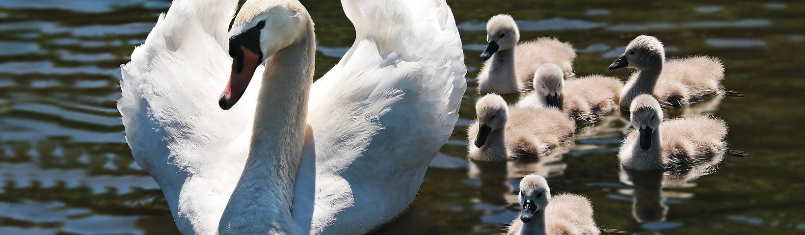 Schwanenfamilie Schwanenfamilie