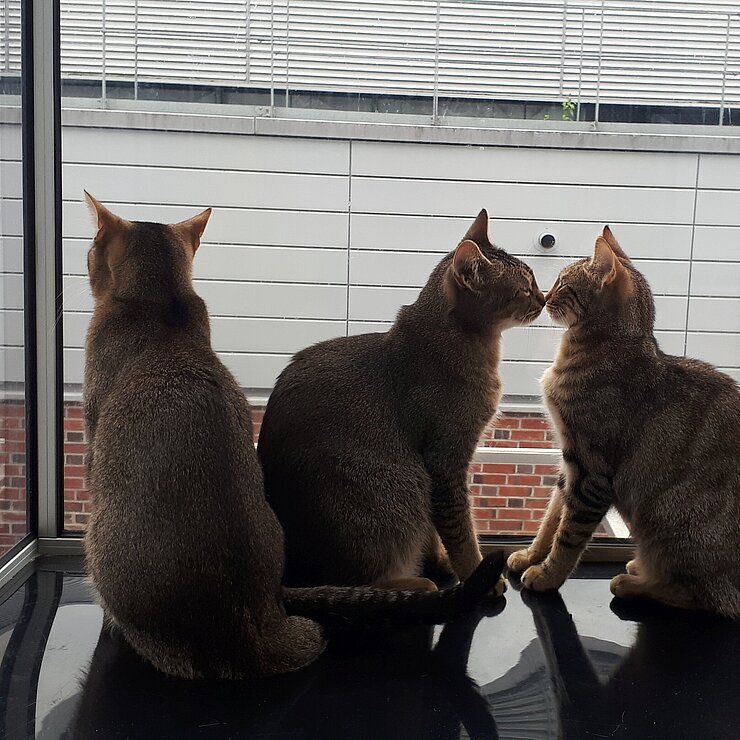 Drei Katzen auf Balkon