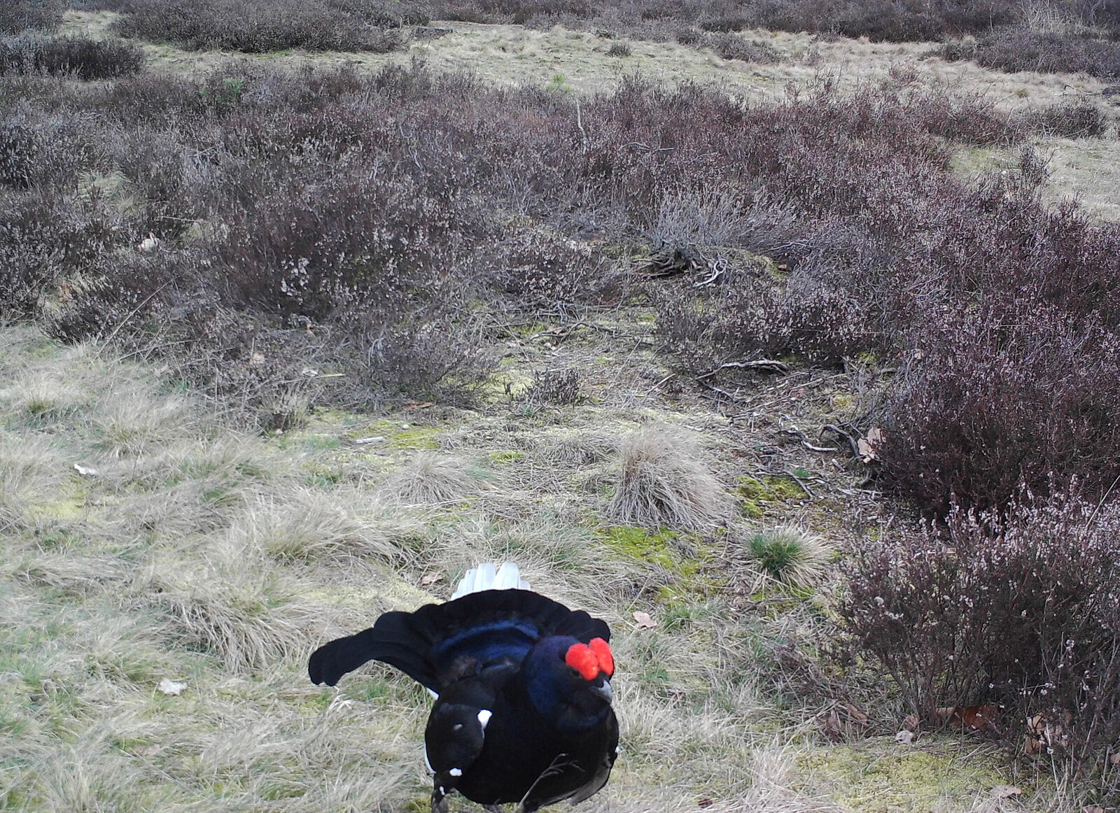 Black game hen