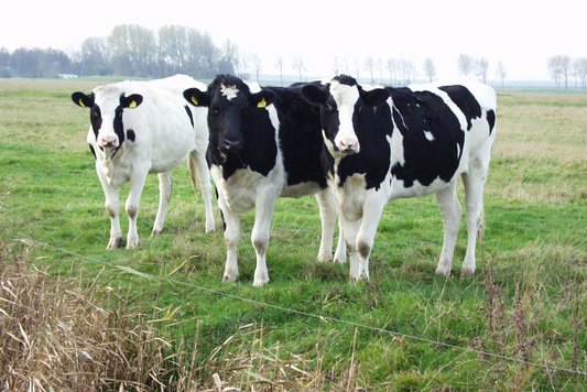 Foto: 3 Kälber auf einer Weide.