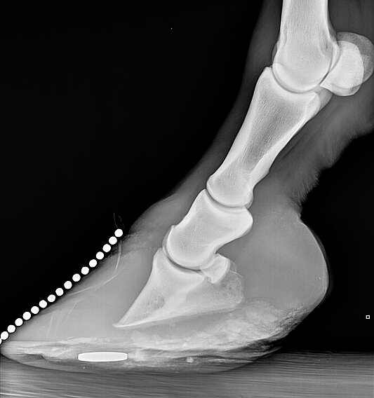 Röntgenbild der Zehe eines Pferdes