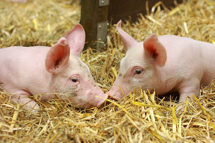 Zwei Ferkel im Stroh