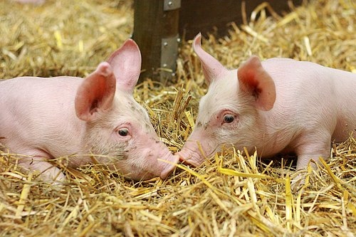 Zwei Ferkel im Stroh