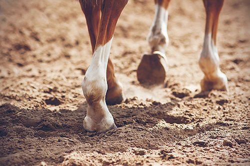 Die schlanken, eleganten Beine eines rotbraunen Pferdes mit unbeschlagenen Hufen, die beim Laufen auf dem sonnenbeschienenen Sand Staub aufwirbeln.