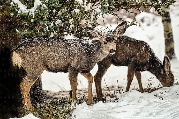 Rehe im Schnee