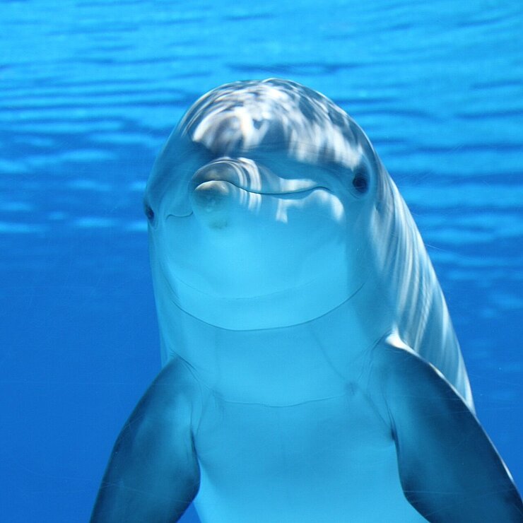 Delfin unter Wasser blickt in die Kamera