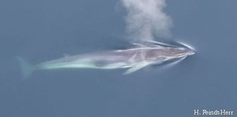 minke whale