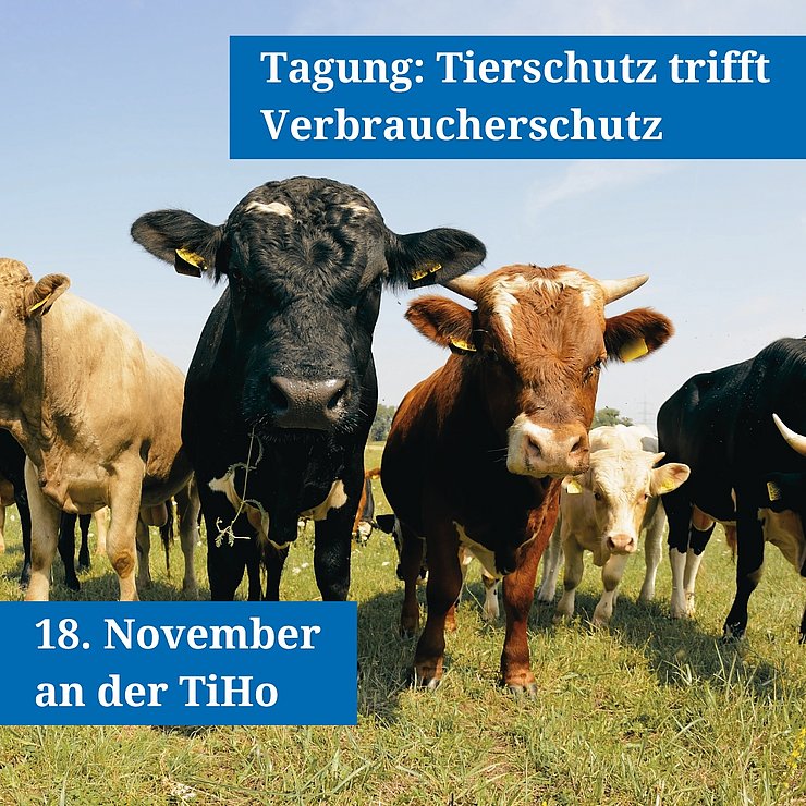 Rinder auf einer Weide