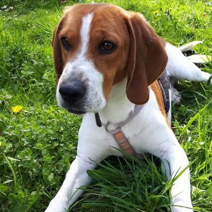 Beagle
