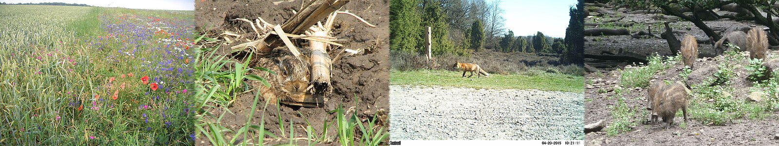 Flowering strips, Young hare on field, Fox in the heath, young wild boars