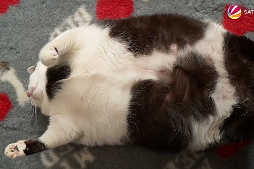 Katze Trudi liegt auf dem Rücken auf einem Teppich