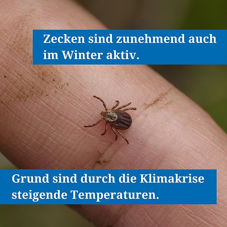 Zecke auf Finger