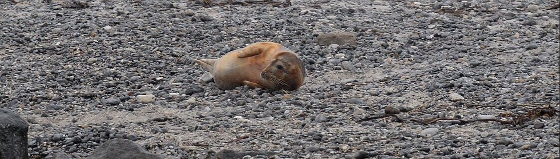 grey seal