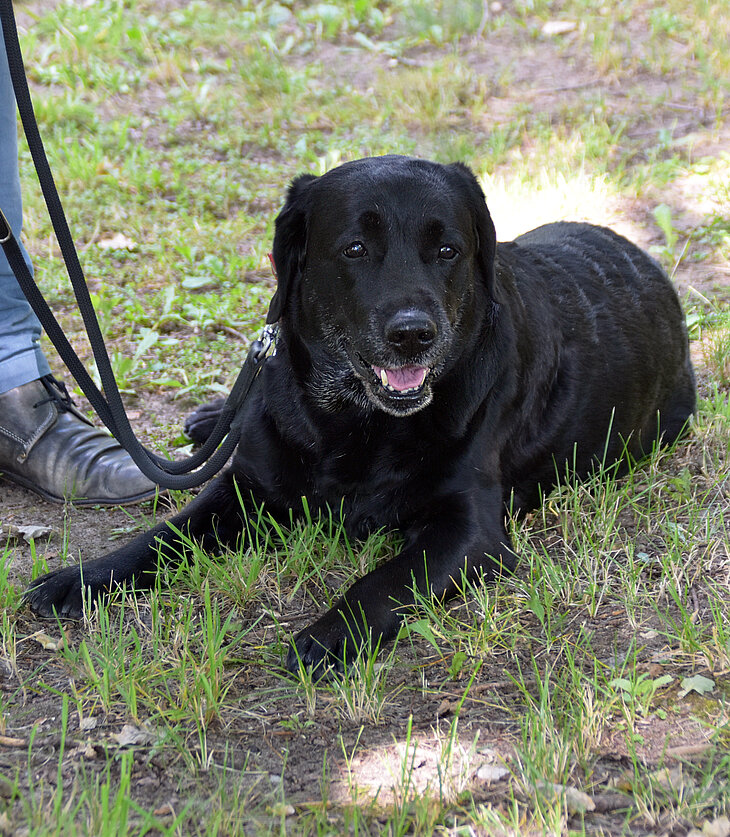 PM200723_Coronaschnueffelnde_Hunde_Hund.jpg