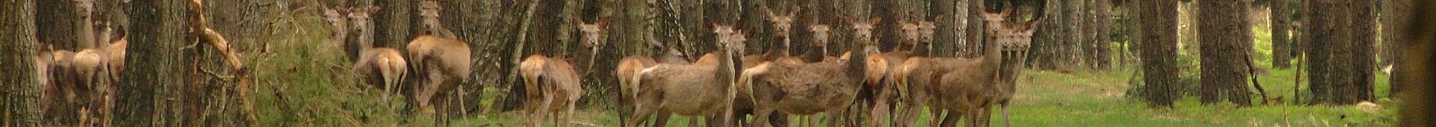 Schalenwild auf einer Waldlichtung