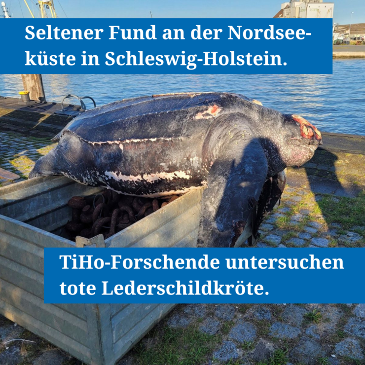 Grafik für die Untersuchung einer toten Lederschildkröte.