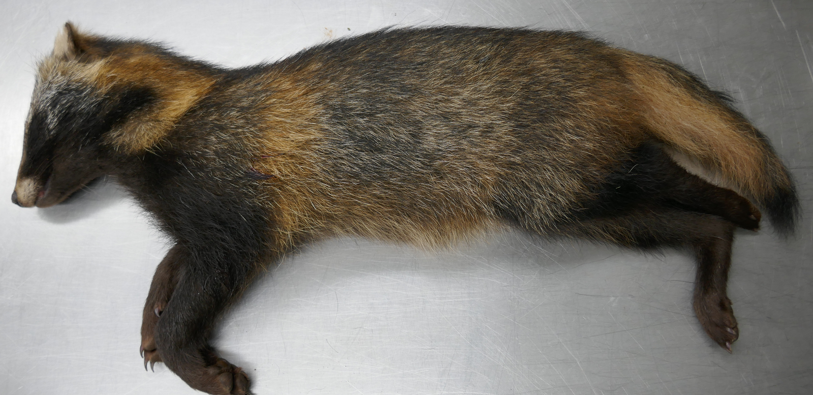 Toter Marderhund auf einem Seziertisch