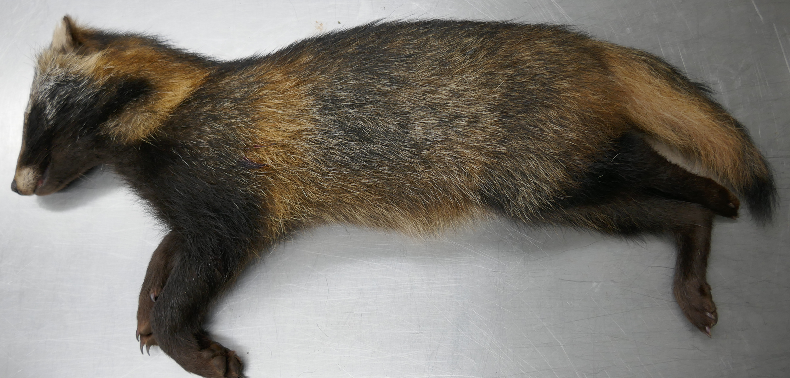 Dead raccoon dog