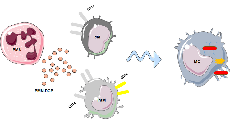 Granulozyt Monozyten Makrophage