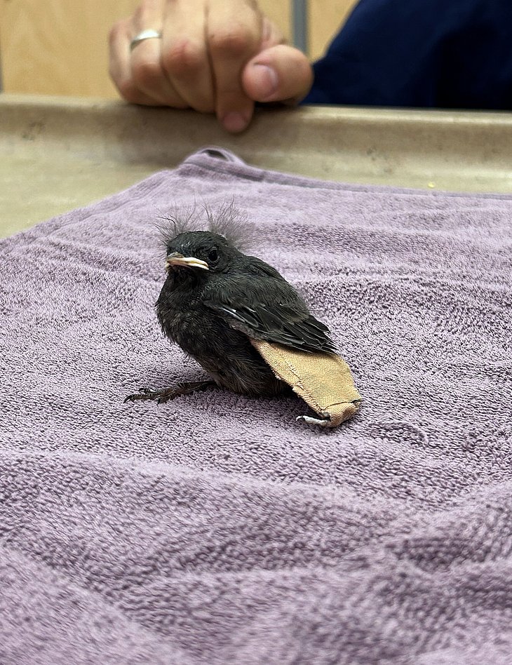 Ein junger Hausrotschwanz ist Patient an der TiHo.