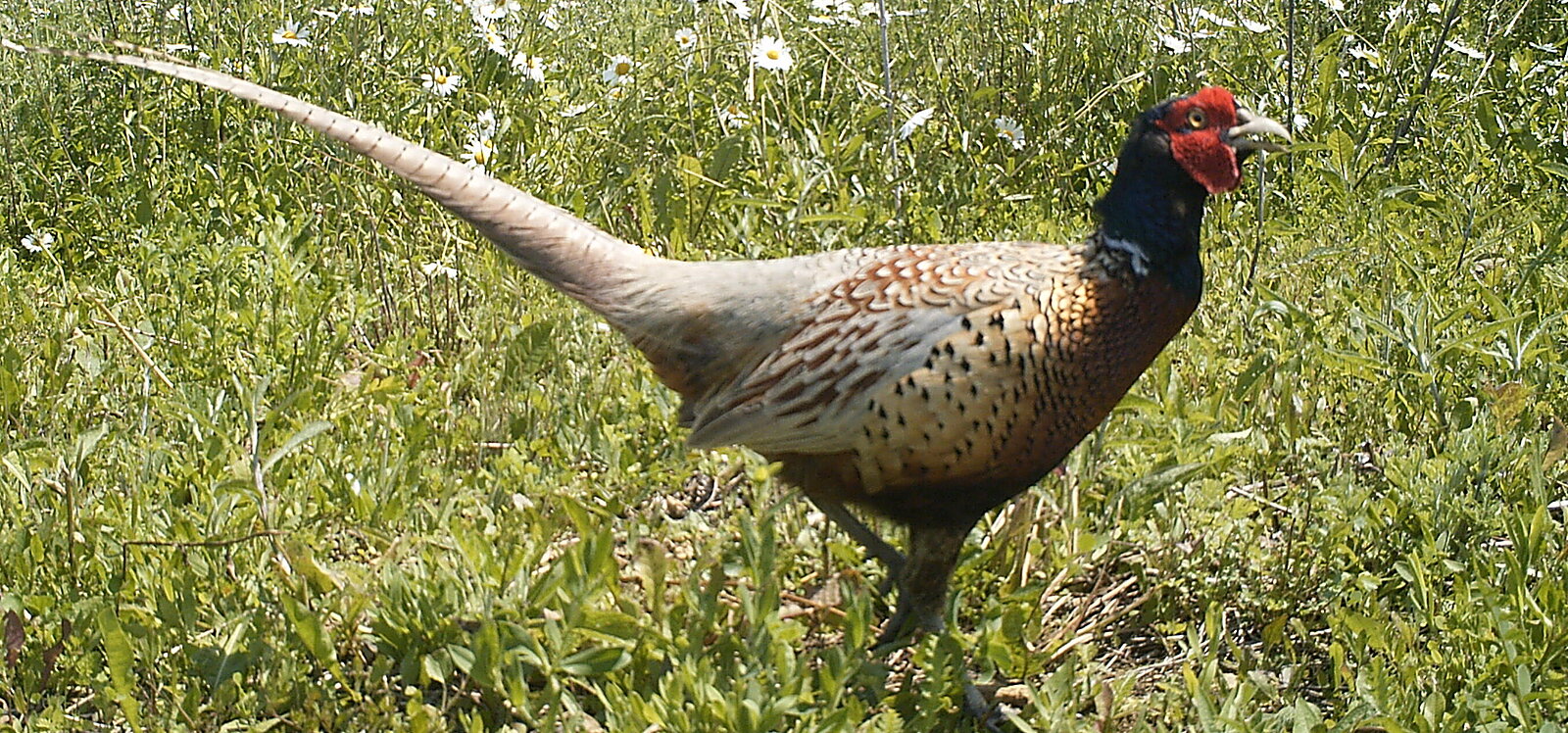 Pheasant (Phasianus colchicus)