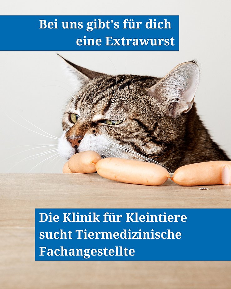 Eine Katze frisst am Tisch eine Wurst.