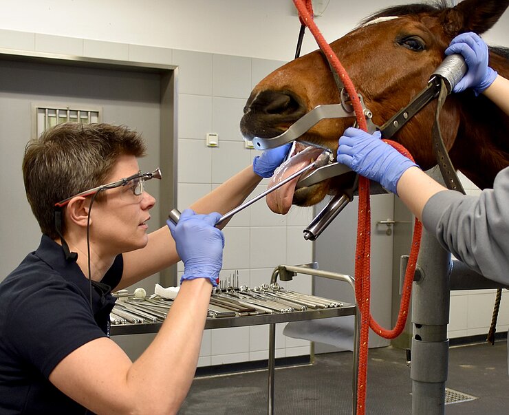 Behandlung der Backenzähne eines Pferdes.