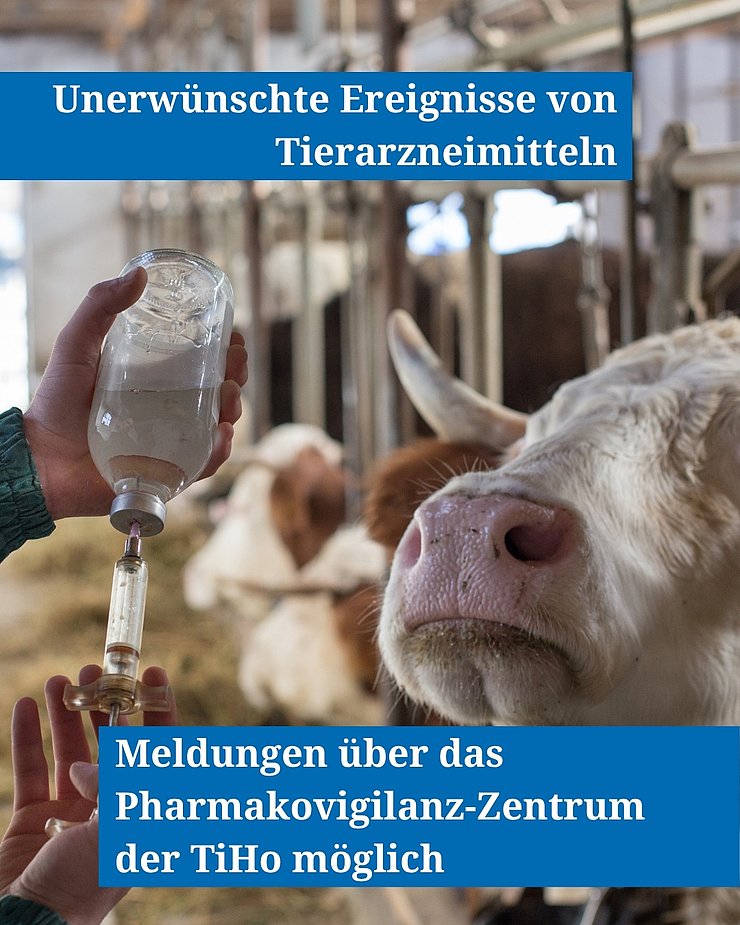 Nahaufnahme eines Rindes in einem Stall. Im Vordergrund ist eine Person zu sehen, die eine Infusionsflasche mit einer Spritze hält. 