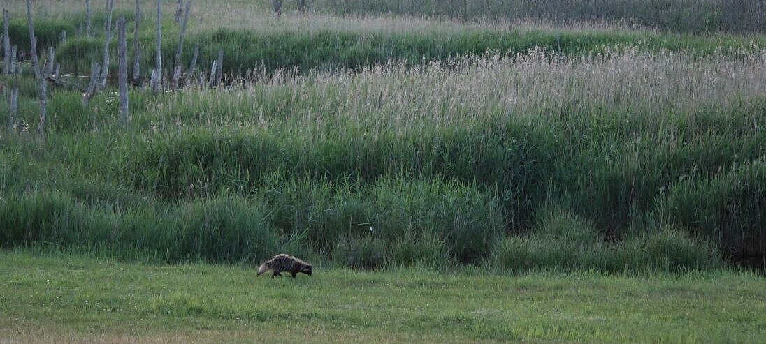 Racoon dog in front of reet