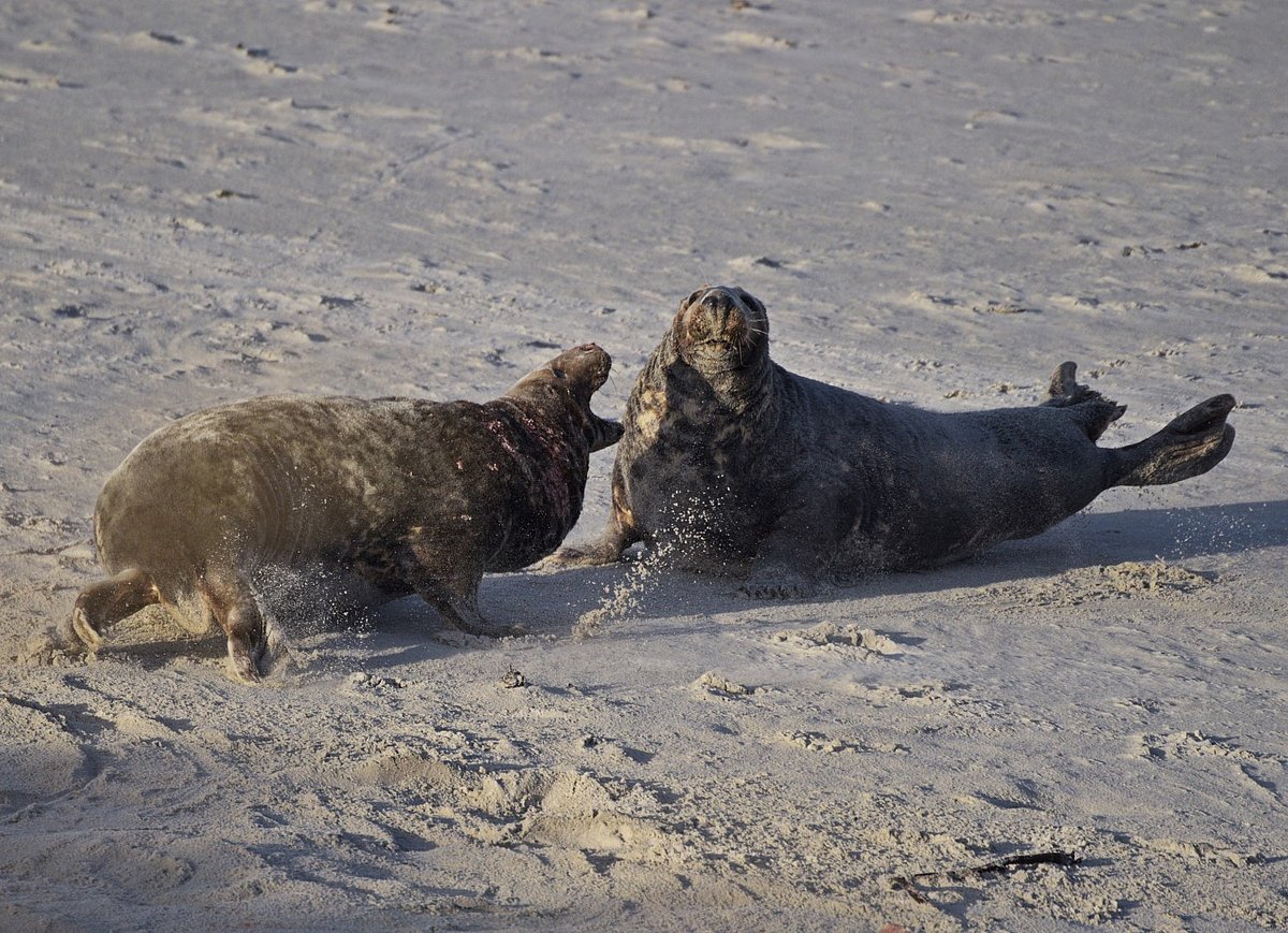 Kegelrobben fressen Seehunde, Schweinswale  und ihre Artgenossen