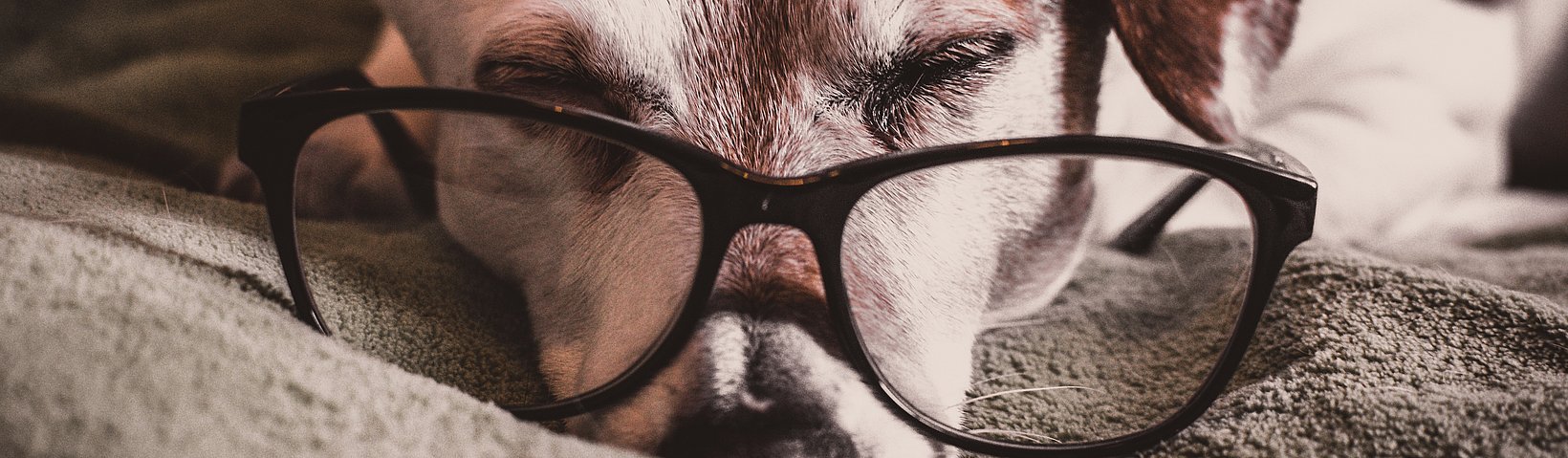 Schlafender Hund mit Brille 
