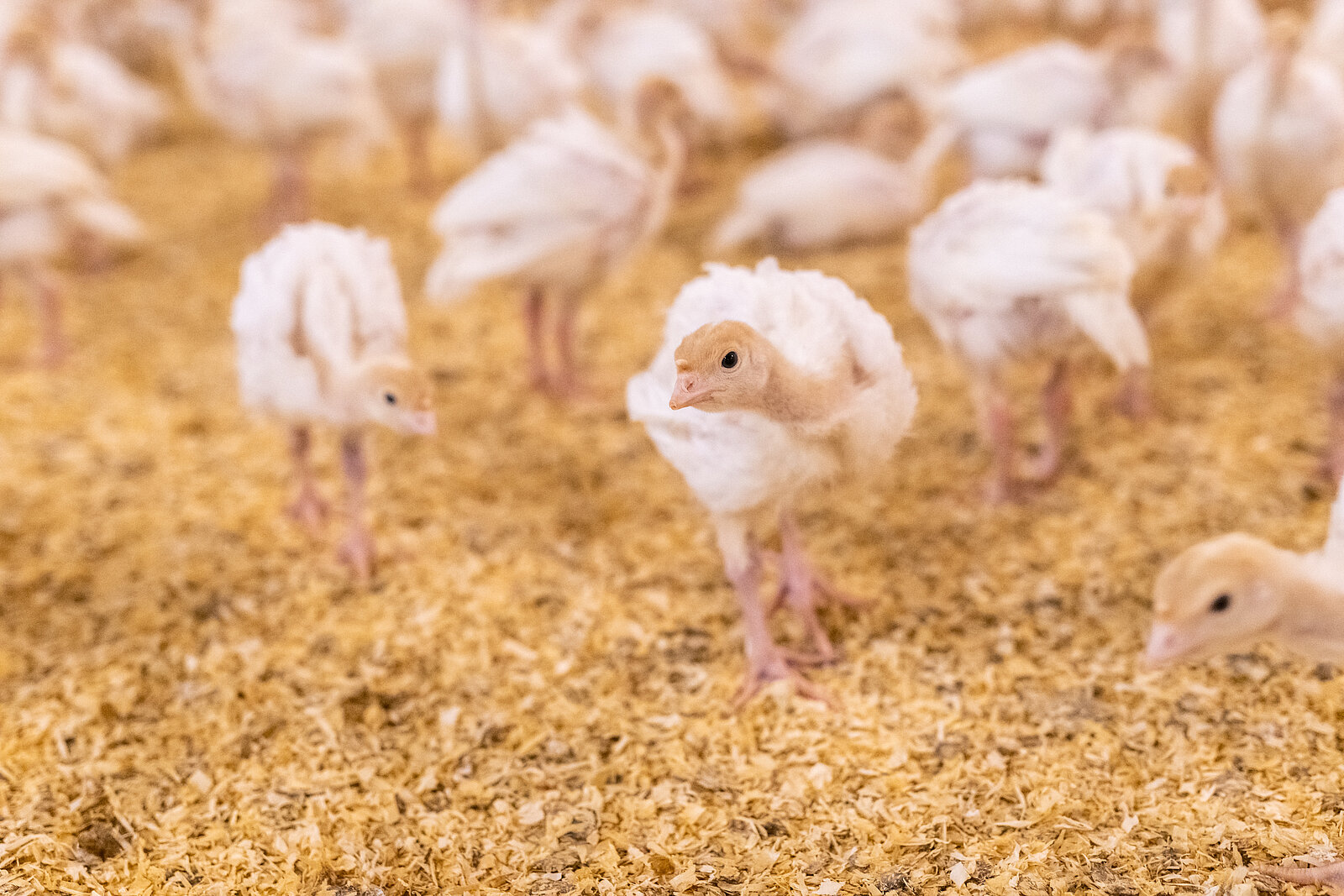 Putenküken Putenküken auf ihrer Einstreu im Stall