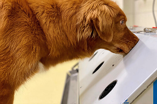 Spürhund im Einsatz