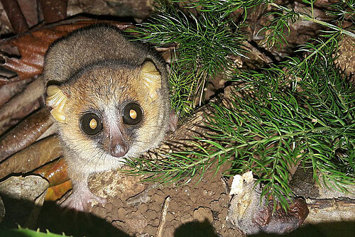 Mausmaki auf Madagaskar