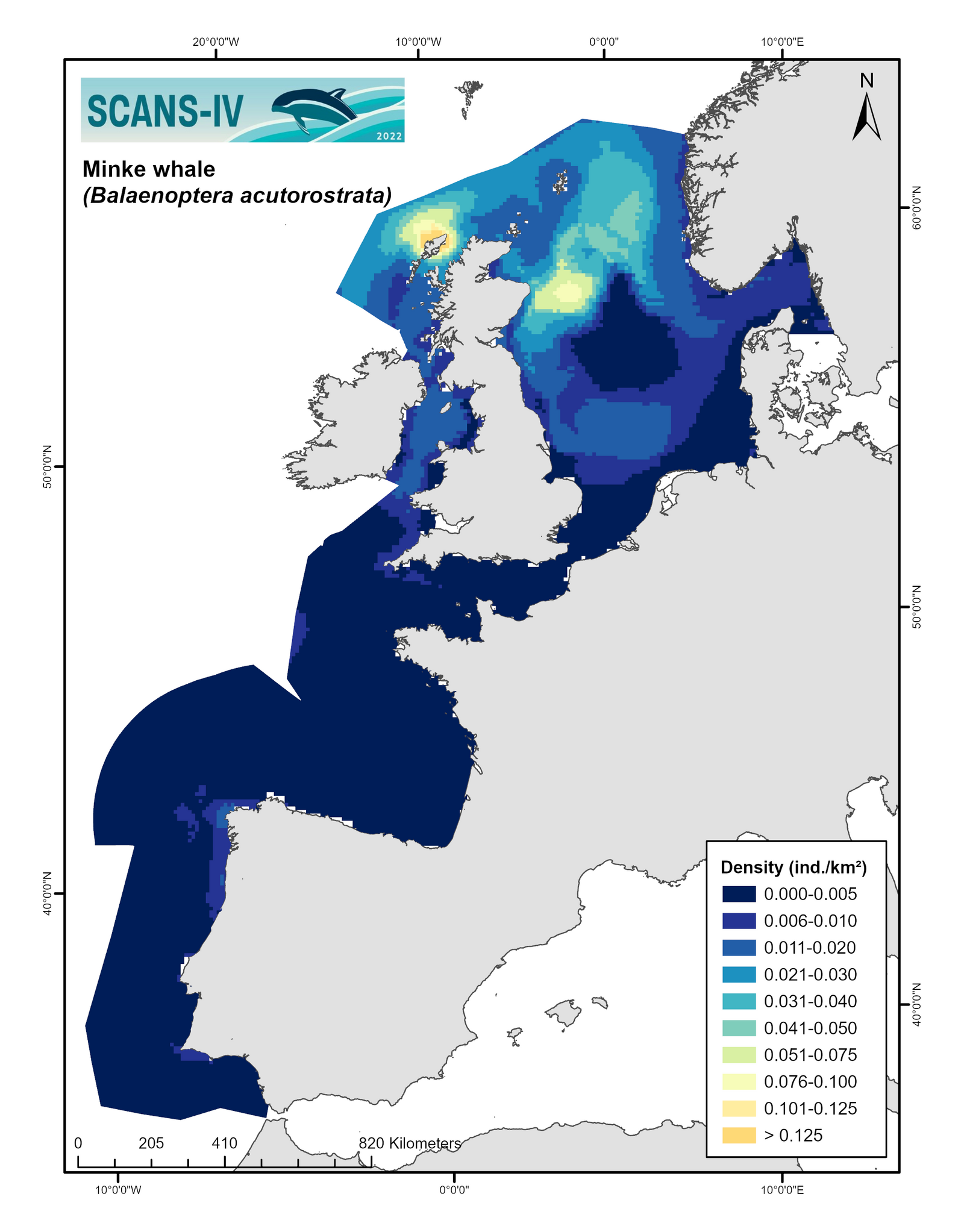 Modelled distribution map minke whale